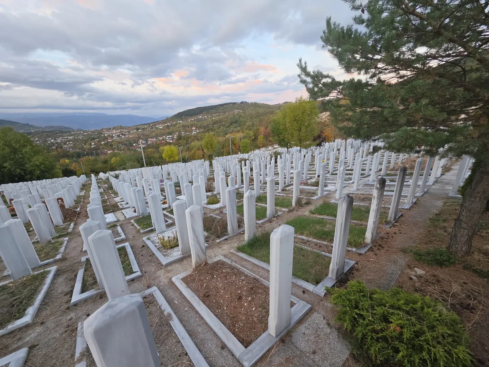 Mezaristan Faletići na padini, s borom u prvom planu